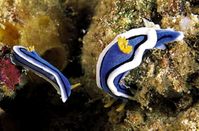  Chromodoris annae  (Sea Slug)